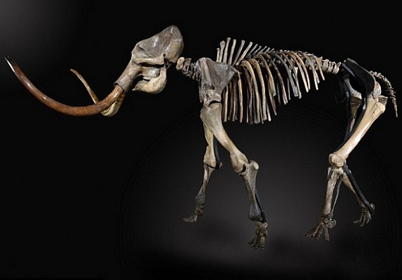 For Sale: A Fully-Restored Prehistoric Mammoth Skeleton