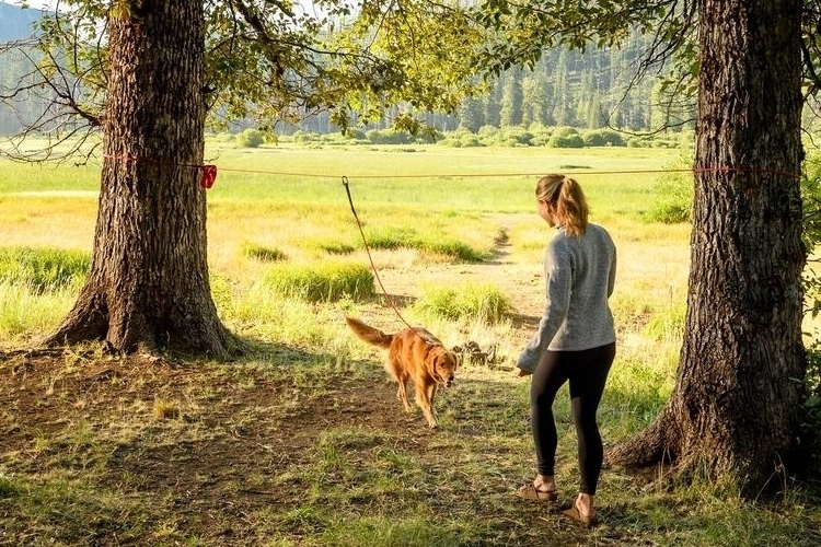 dog leash around tree